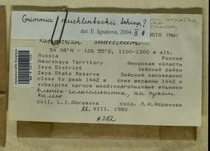 Grimmia muehlenbeckii Schimp., Bryophytes, Bryophytes - Russian Far East (excl. Chukotka & Kamchatka) (B20) (Russia)