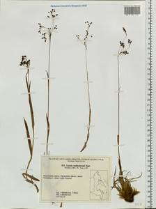 Luzula wahlenbergii Rupr., Siberia, Chukotka & Kamchatka (S7) (Russia)