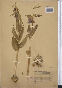 Fritillaria sewerzowii Regel, Middle Asia, Syr-Darian deserts & Kyzylkum (M7) (Kazakhstan)
