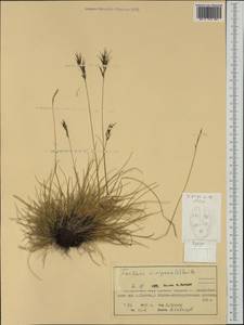 Festuca vivipara (L.) Sm., Western Europe (EUR) (Norway)