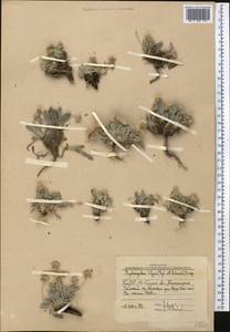 Psychrogeton olgae (Regel & Schmalh.) Novopokr. ex Nevski, Middle Asia, Western Tian Shan & Karatau (M3) (Uzbekistan)