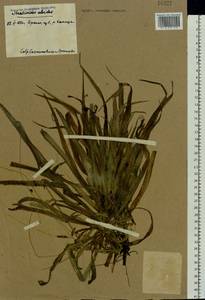 Stratiotes aloides L., Eastern Europe, Western region (E3) (Russia)