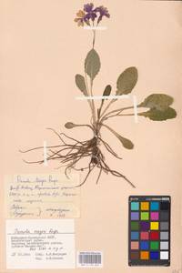 Primula meyeri Rupr., Caucasus, Stavropol Krai, Karachay-Cherkessia & Kabardino-Balkaria (K1b) (Russia)