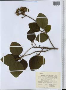 Cordia, Africa (AFR) (Ethiopia)