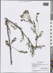 Jacobaea vulgaris subsp. vulgaris, Eastern Europe, Central forest region (E5) (Russia)