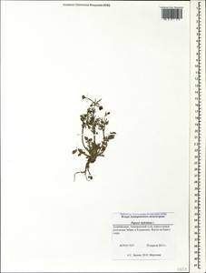 Roemeria sicula (Guss.) Galasso, Banfi, L. Sáez & Bartolucci, Caucasus, Azerbaijan (K6) (Azerbaijan)