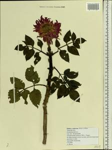 Dahlia cultorum, Eastern Europe, North-Western region (E2) (Russia)