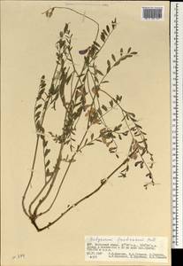 Corethrodendron fruticosum (Pall.) B.H.Choi & H.Ohashi, Mongolia (MONG) (Mongolia)