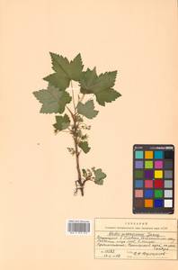 Ribes procumbens Pall., Siberia, Russian Far East (S6) (Russia)