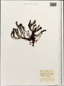 Petrosedum rupestre subsp. rupestre, Caucasus, Black Sea Shore (from Novorossiysk to Adler) (K3) (Russia)