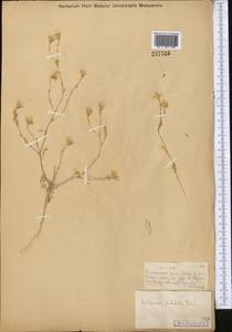 Centaurea pulchella Ledeb., Middle Asia, Muyunkumy, Balkhash & Betpak-Dala (M9) (Kazakhstan)