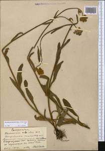 Pilosella echioides subsp. proceriformis (Nägeli & Peter) S. Bräut. & Greuter, Middle Asia, Western Tian Shan & Karatau (M3) (Kyrgyzstan)