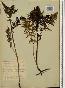 Pedicularis condensata M. Bieb., Caucasus, Georgia (K4) (Georgia)