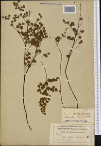 Adiantum chilense Kaulf., America (AMER) (Chile)