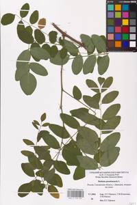 Robinia pseudoacacia L., Eastern Europe, Western region (E3) (Russia)
