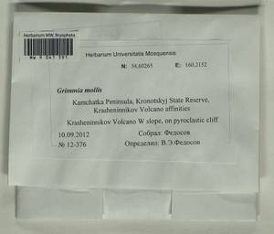 Grimmia mollis Bruch & Schimp., Bryophytes, Bryophytes - Chukotka & Kamchatka (B21) (Russia)