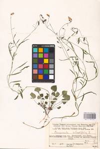 Campanula rotundifolia L., Eastern Europe, Northern region (E1) (Russia)