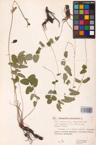 Sanguisorba officinalis L., Eastern Europe, Belarus (E3a) (Belarus)