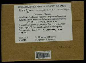 Encalypta, Bryophytes, Bryophytes - North Caucasus & Ciscaucasia (B12) (Russia)