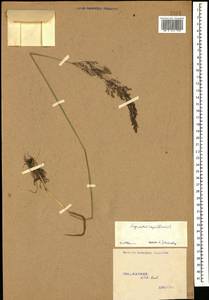 Agrostis capillaris L., Caucasus, Stavropol Krai, Karachay-Cherkessia & Kabardino-Balkaria (K1b) (Russia)