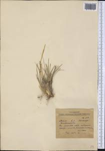 Poaceae, America (AMER) (Mexico)