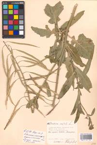 Brassica napus L., Eastern Europe, Moscow region (E4a) (Russia)