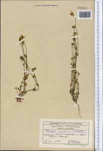 Lomatogonium carinthiacum (Wulfen) Reichenb., Middle Asia, Western Tian Shan & Karatau (M3) (Kyrgyzstan)
