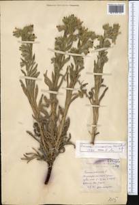 Onosma borysthenica Klokov, Middle Asia, Northern & Central Kazakhstan (M10) (Kazakhstan)