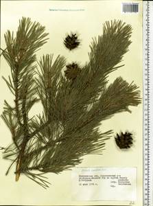 Pinus cretacea, Eastern Europe, Central forest-and-steppe region (E6) (Russia)