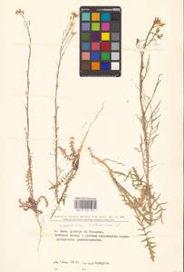 Sisymbrium altissimum L., Eastern Europe, North Ukrainian region (E11) (Ukraine)
