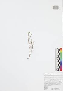 Cynanchica pyrenaica subsp. cynanchica (L.) P.Caputo & Del Guacchio, Eastern Europe, Central region (E4) (Russia)