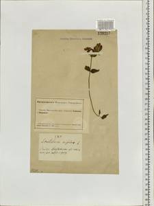 Scutellaria supina L., Siberia, Altai & Sayany Mountains (S2) (Russia)