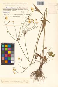 Ranunculus japonicus Thunb., Siberia, Russian Far East (S6) (Russia)