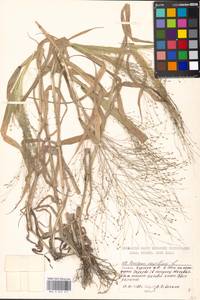 Panicum capillare L., Eastern Europe, Moscow region (E4a) (Russia)