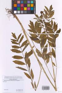 Valeriana officinalis L., Eastern Europe, Moscow region (E4a) (Russia)