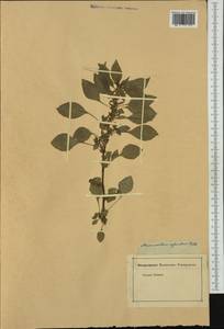 Amaranthus graecizans L., Western Europe (EUR) (Not classified)