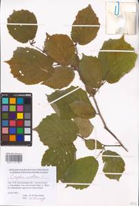 Corylus avellana L., Eastern Europe, South Ukrainian region (E12) (Ukraine)
