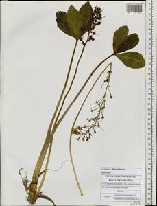 Menyanthes trifoliata L., Siberia, Russian Far East (S6) (Russia)
