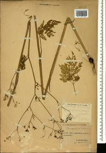 Chaerophyllum bulbosum L., Caucasus, Stavropol Krai, Karachay-Cherkessia & Kabardino-Balkaria (K1b) (Russia)