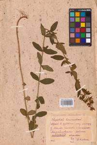 Hypericum hirsutum L., Eastern Europe, Central region (E4) (Russia)