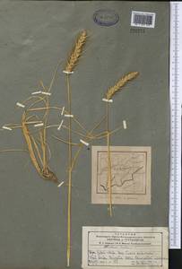 Hordeum bulbosum L., Middle Asia, Pamir & Pamiro-Alai (M2) (Tajikistan)