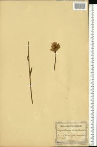 Leucanthemum vulgare Lam., Eastern Europe, North Ukrainian region (E11) (Ukraine)