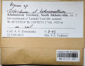 MW 9 111 291, Ditrichum heteromallum (Hedw.) E. Britton, Bryophytes, Bryophytes - Russian Far East (excl. Chukotka & Kamchatka) (B20) (Russia)