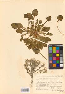 Cochlearia groenlandica L., Eastern Europe, Northern region (E1) (Russia)