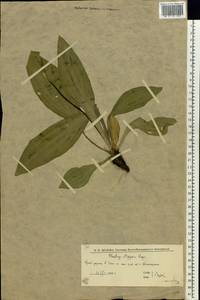 Plantago urvillei Opiz, Eastern Europe, Lower Volga region (E9) (Russia)