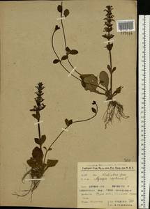 Ajuga reptans L., Eastern Europe, Western region (E3) (Russia)