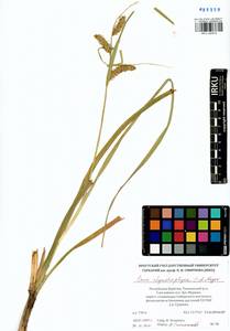 Carex utriculata Boott, Siberia, Baikal & Transbaikal region (S4) (Russia)