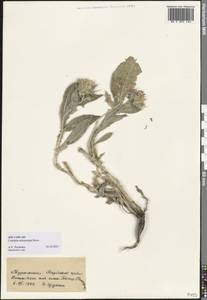 Cousinia microcarpa Boiss., Middle Asia, Kopet Dag, Badkhyz, Small & Great Balkhan (M1) (Turkmenistan)