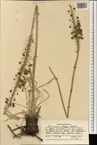 Eremurus olgae Regel, South Asia, South Asia (Asia outside ex-Soviet states and Mongolia) (ASIA) (Afghanistan)