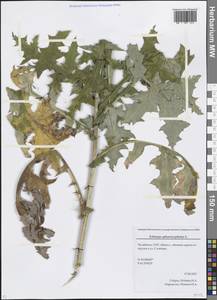 Echinops sphaerocephalus L., Eastern Europe, Eastern region (E10) (Russia)